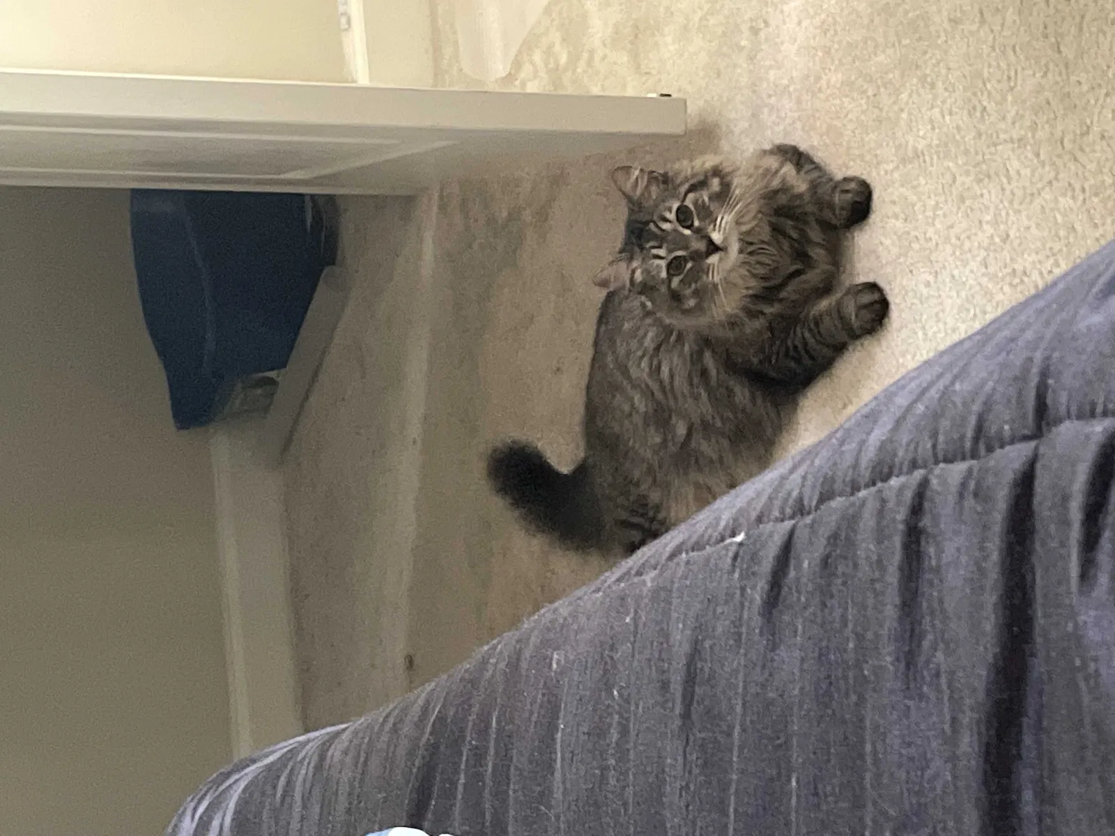 Lost cat in Seattle, WA, 98122