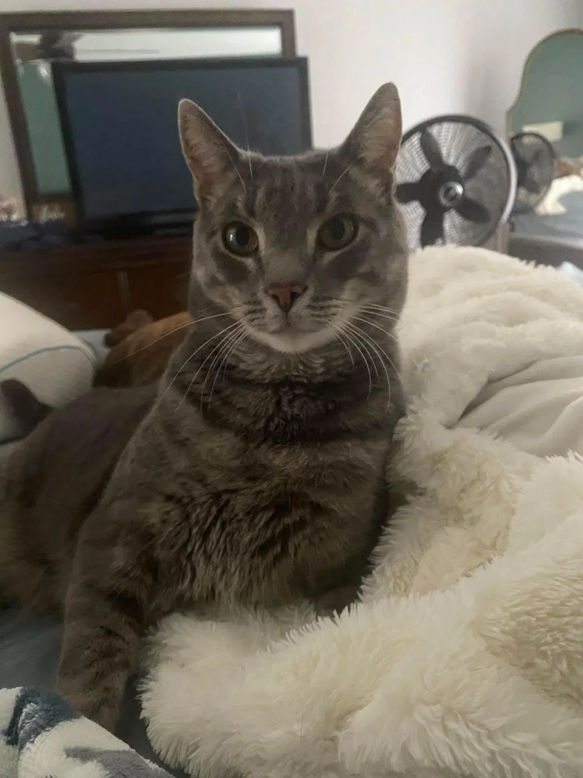 Lost cat in West Chester, PA, 19380