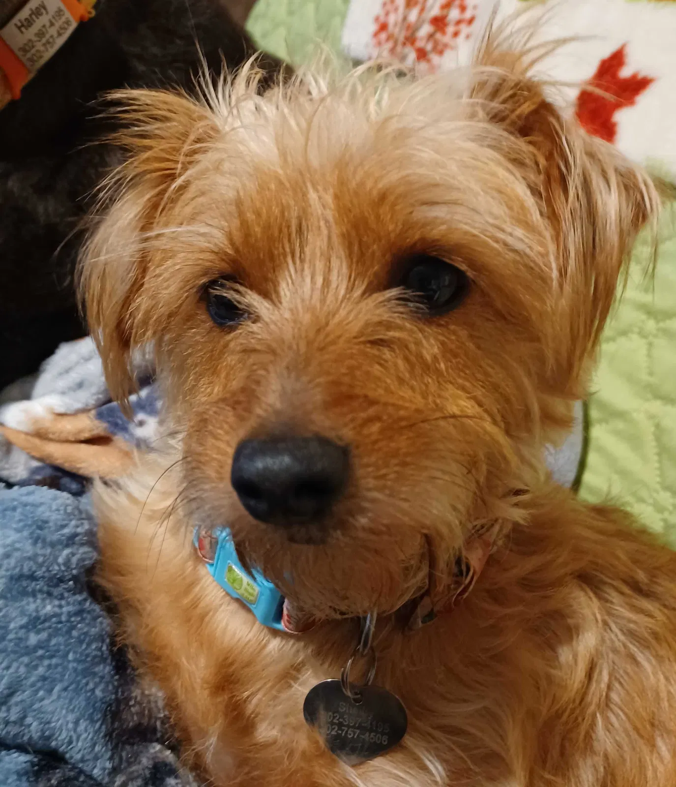 Lost dog in Wilmington, DE, 19808