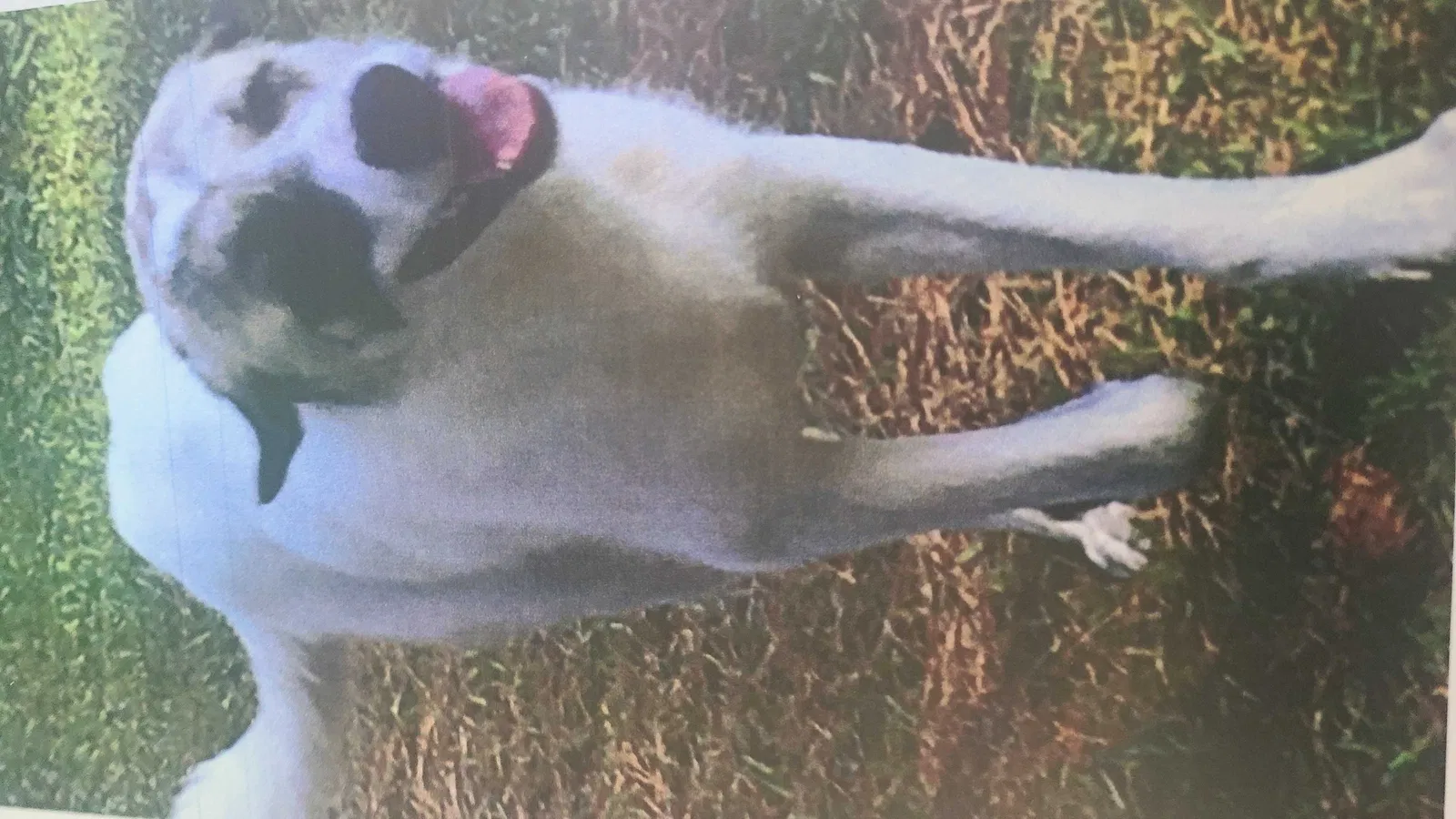 Lost dog in White Hall, AR, 71602