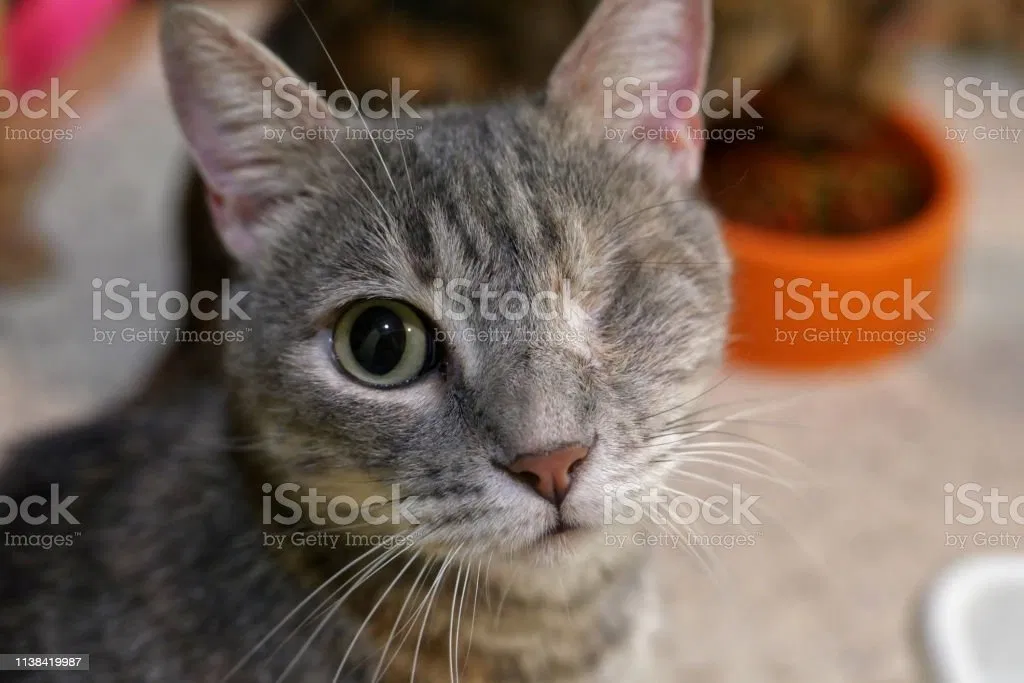 Lost cat in Loganville, GA, 30052