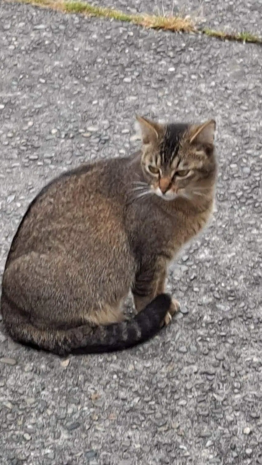 Lost cat in Auburn, WA, 98002
