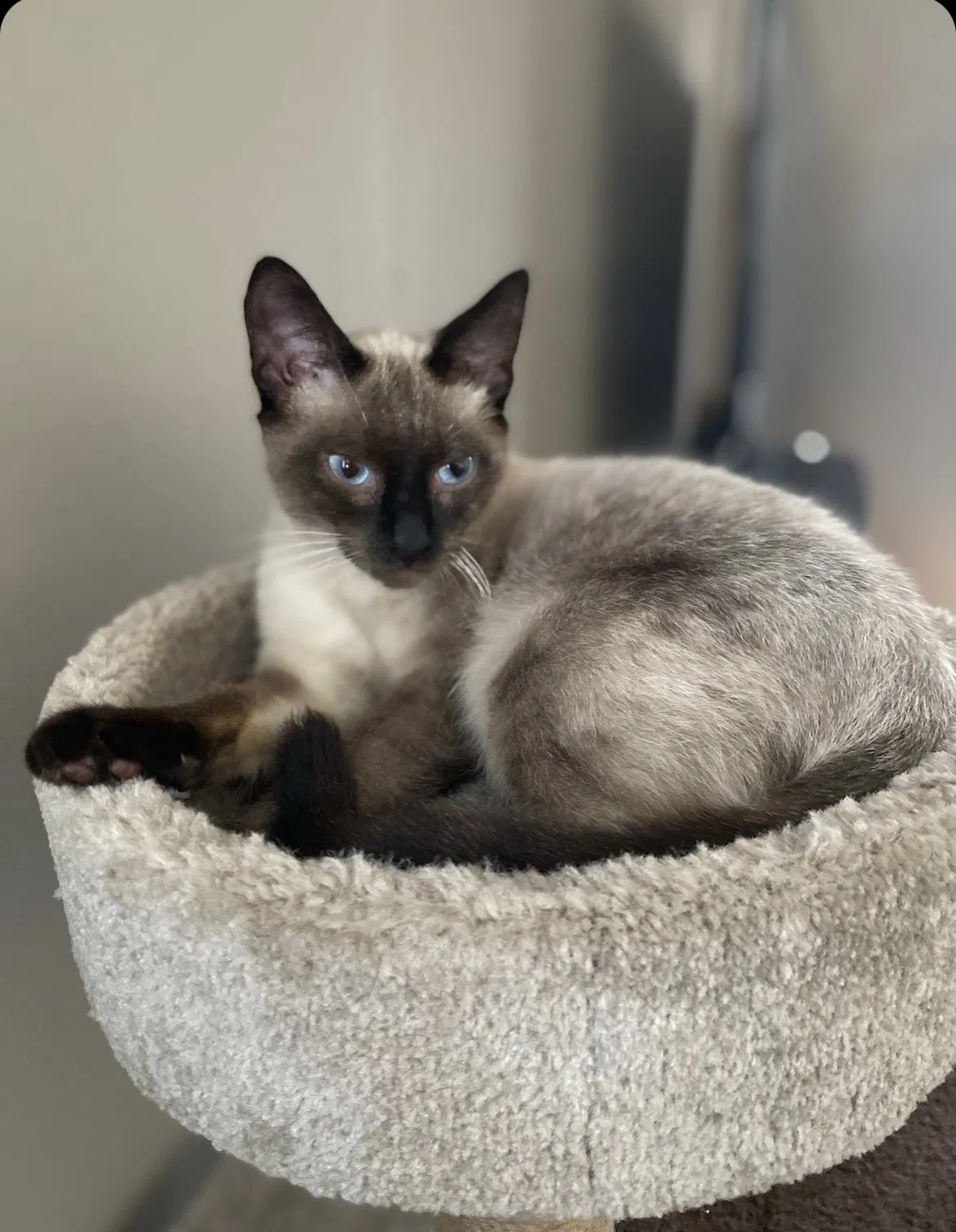 Lost cat in New Port Richey, FL, 34652