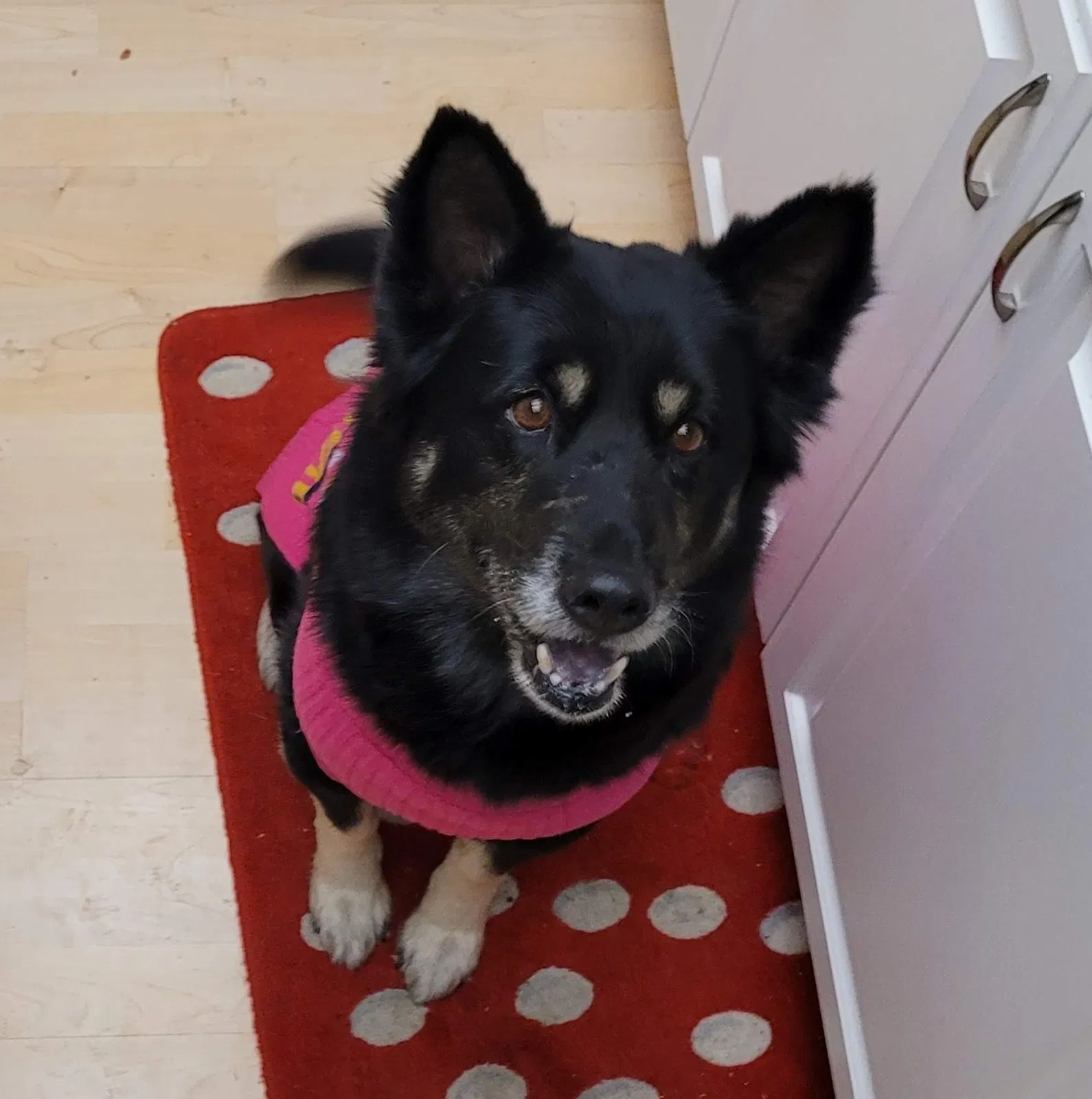 Lost dog in San Jacinto, CA, 92583