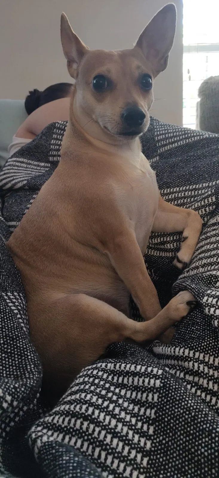 Lost dog in Germantown, MD, 20874