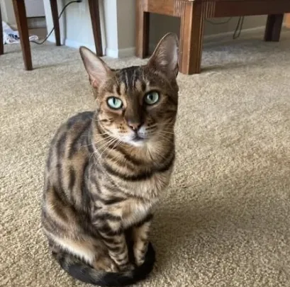Lost cat in Lorain, OH, 44052