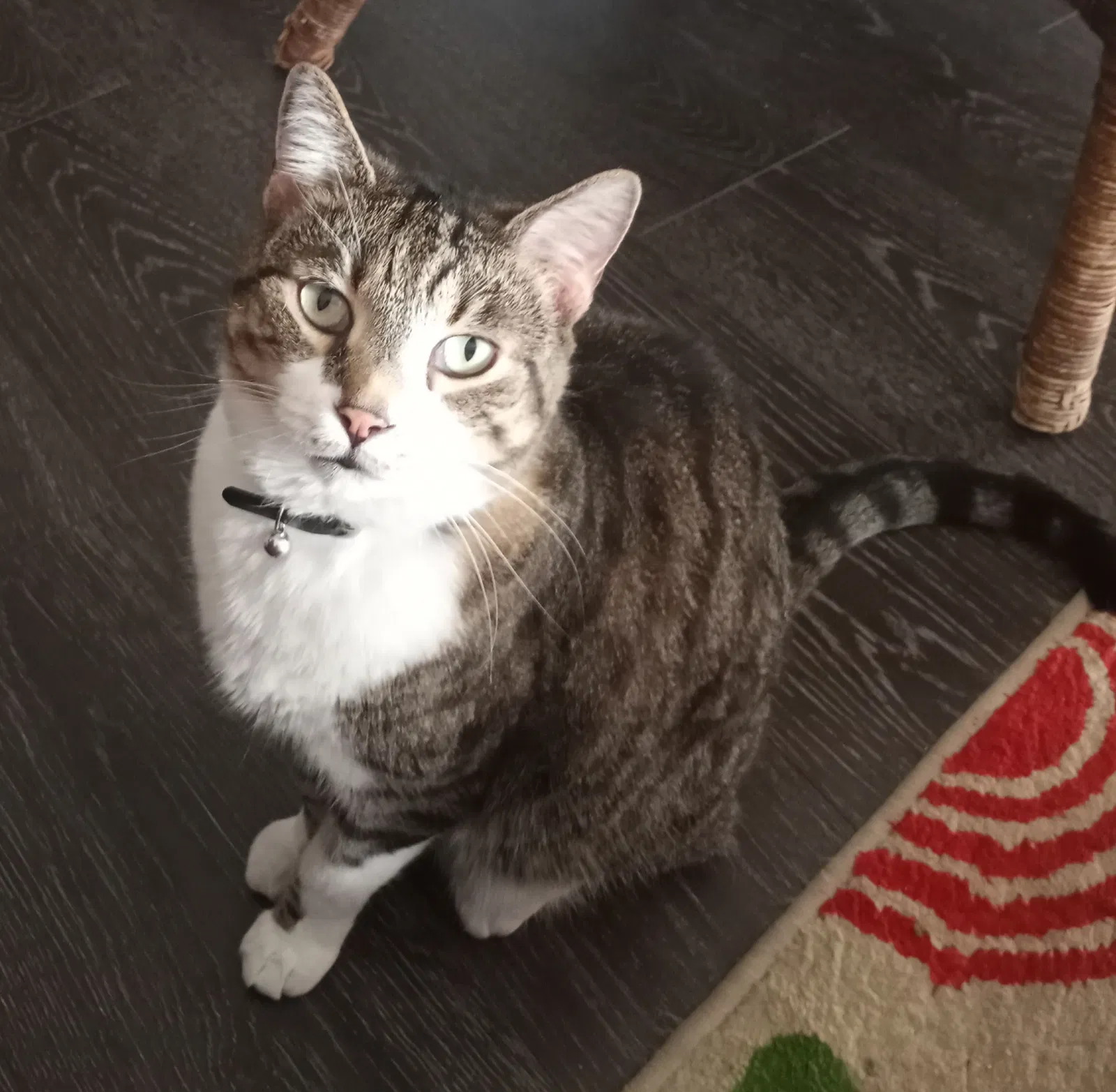 Lost cat in Saint Johns, FL, 32259