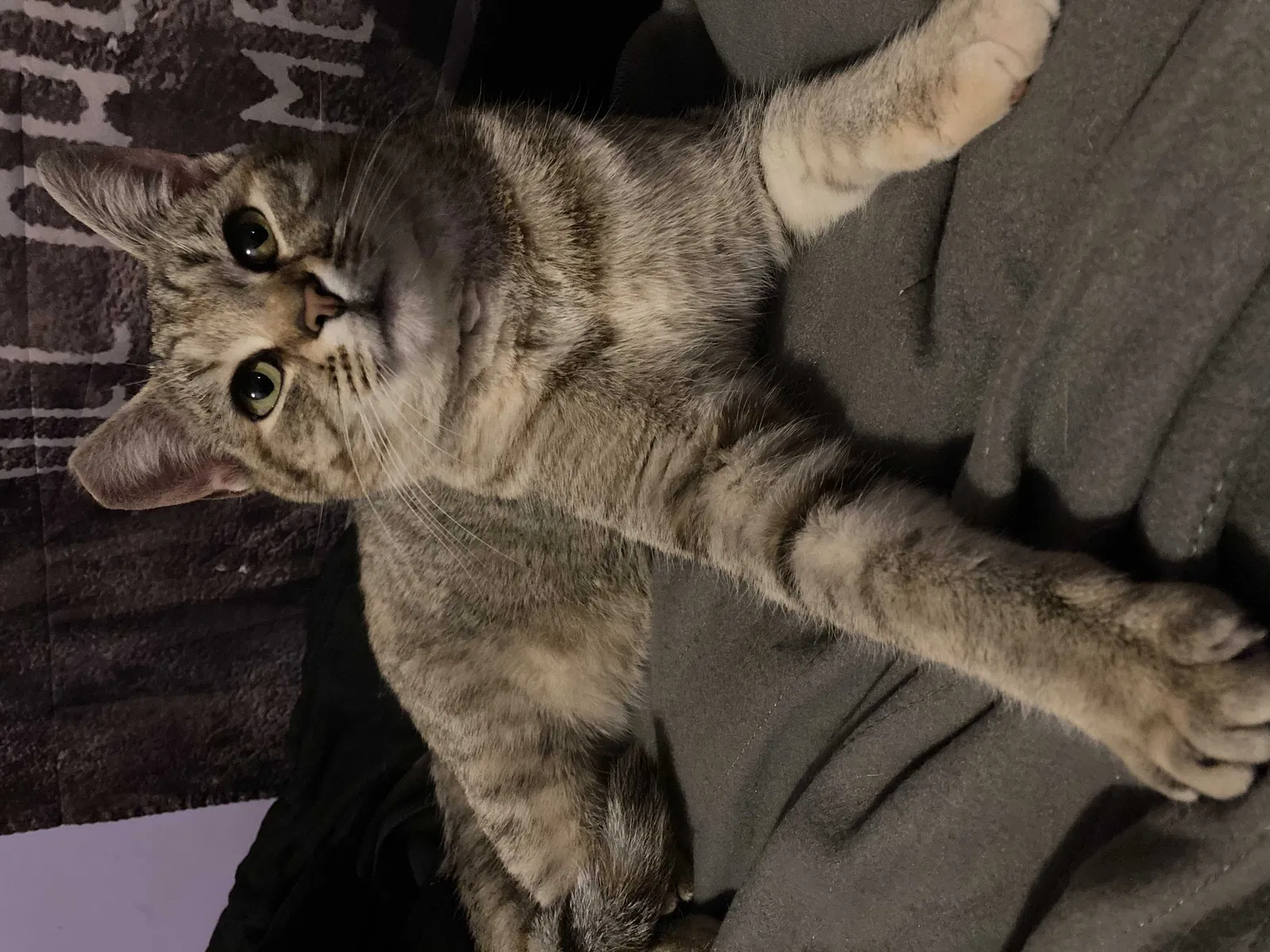 Lost cat in Lincolnton, NC, 28092