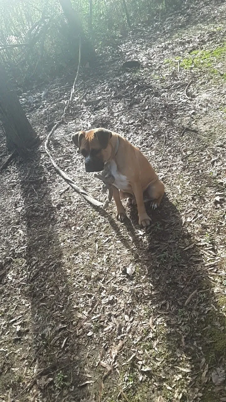 Lost dog in Lonoke, AR, 72086
