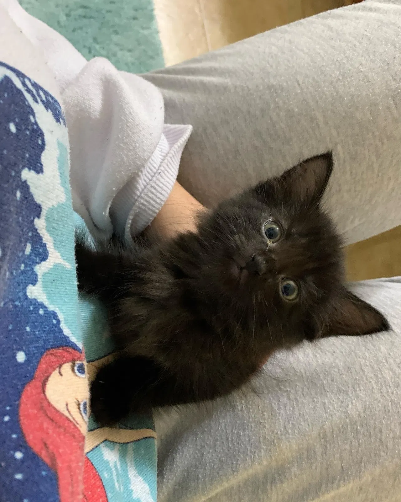 Lost cat in Virginia Beach, VA, 23453