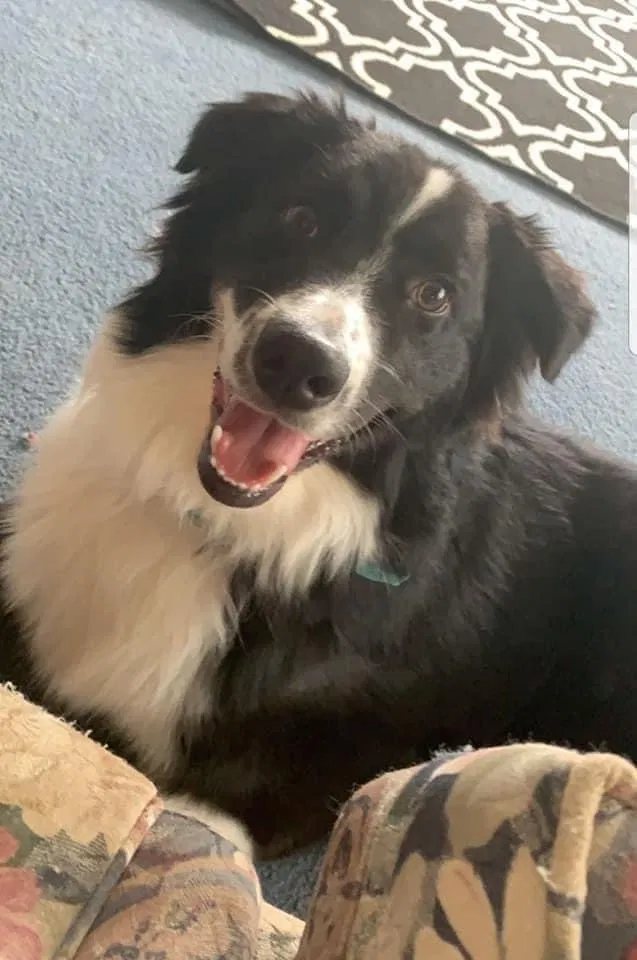 Lost dog in Boone, IA, 50036