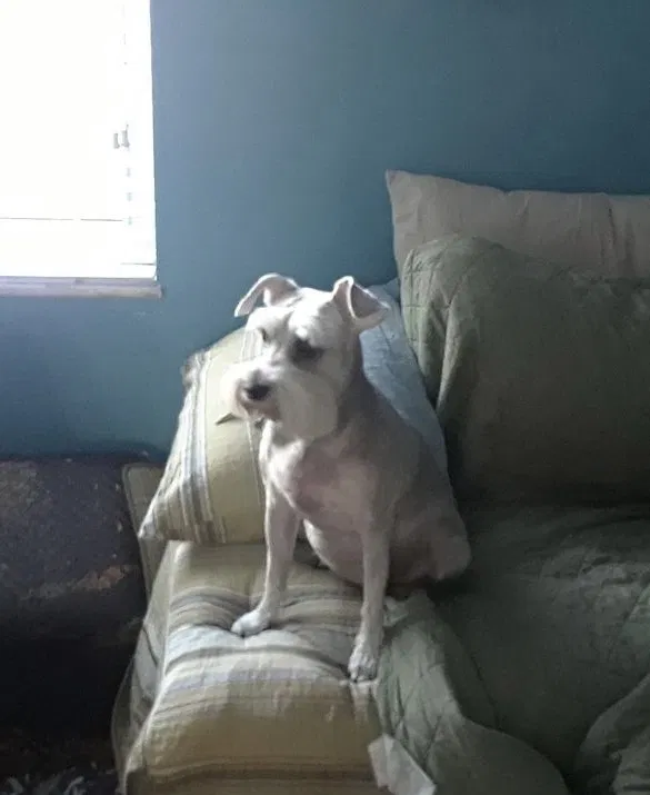 Lost dog in Miami, FL, 33165
