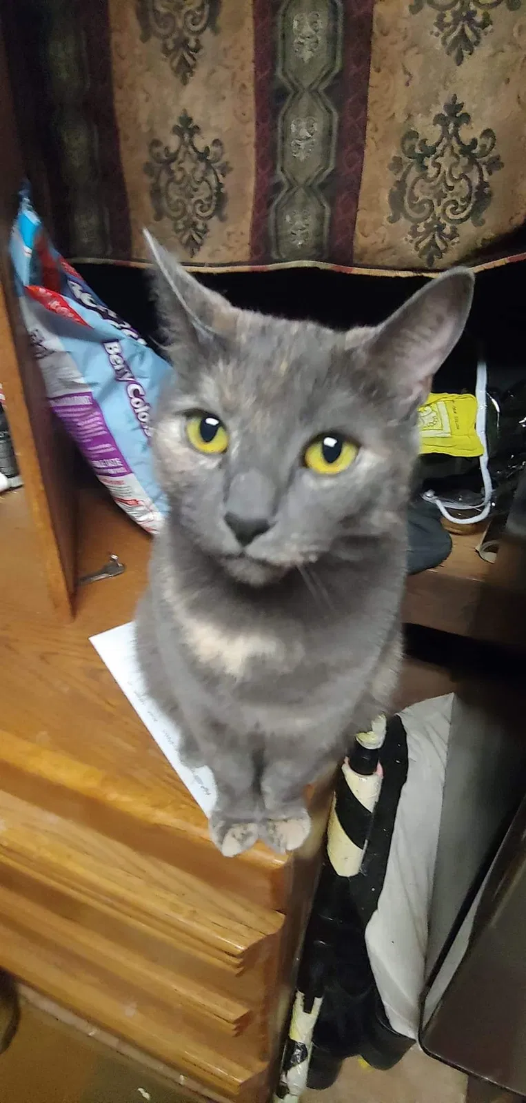 Lost cat in Fort Mill, SC, 29715