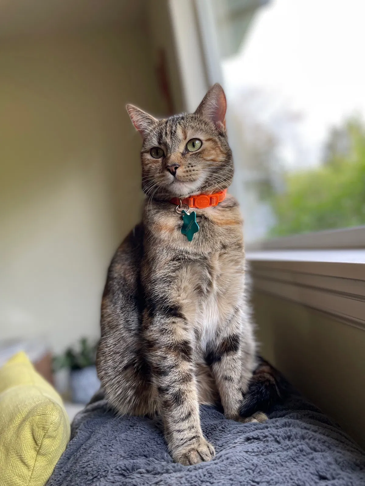 Lost cat in Portland, OR, 97225