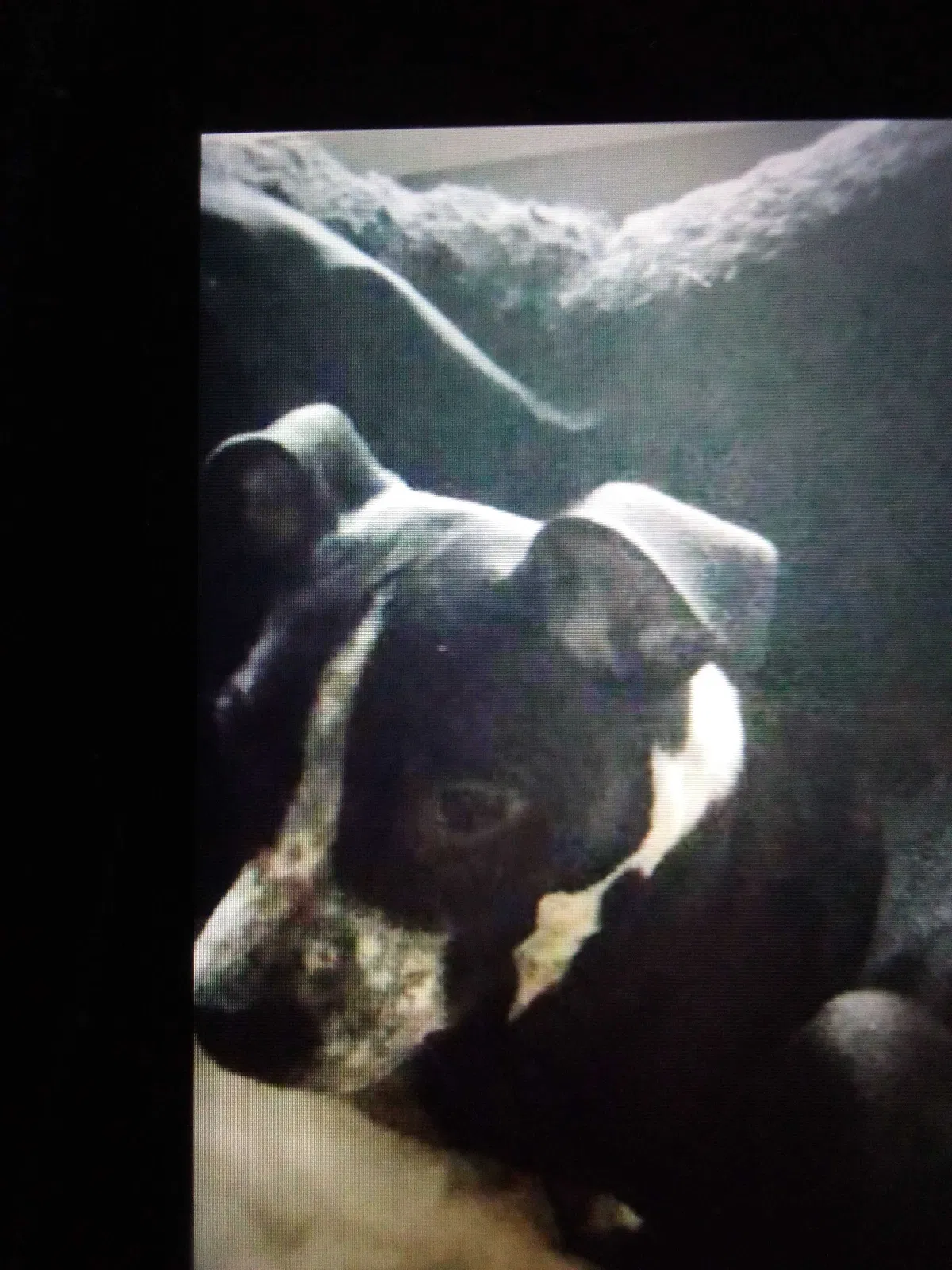 Lost dog in Butler, PA, 16001