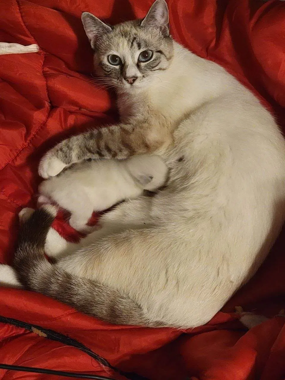 Lost cat in Gulfport, MS, 39503