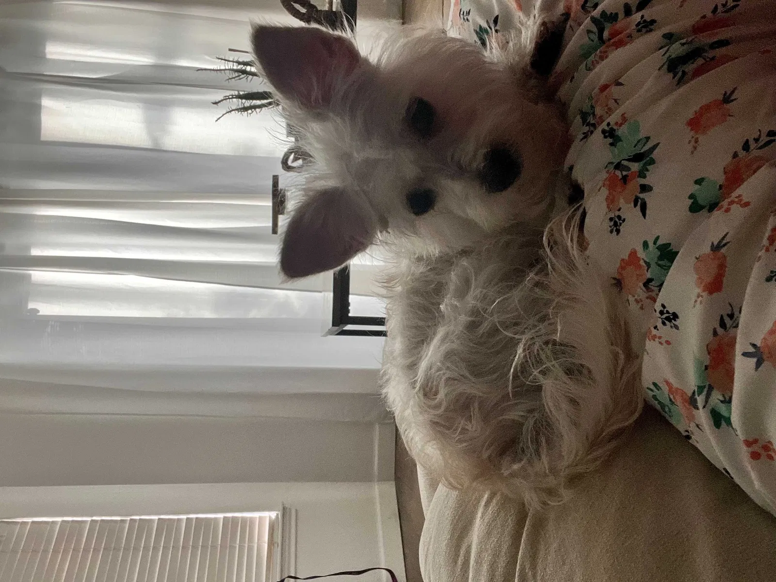 Lost dog in Houston, TX, 77083