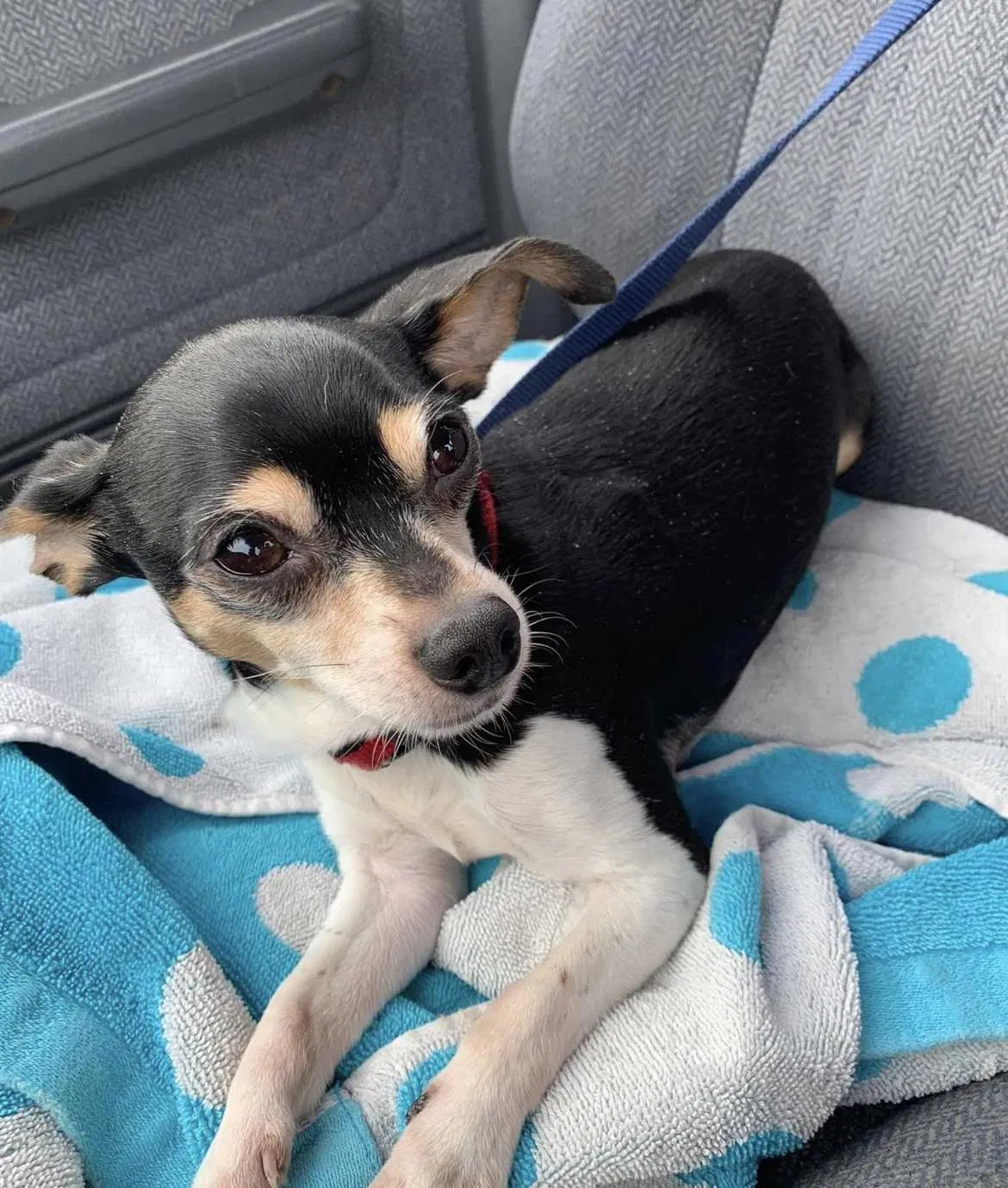 Lost dog in Centralia, WA, 98531