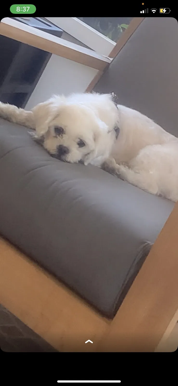 Lost dog in Fort Pierce, FL, 34982