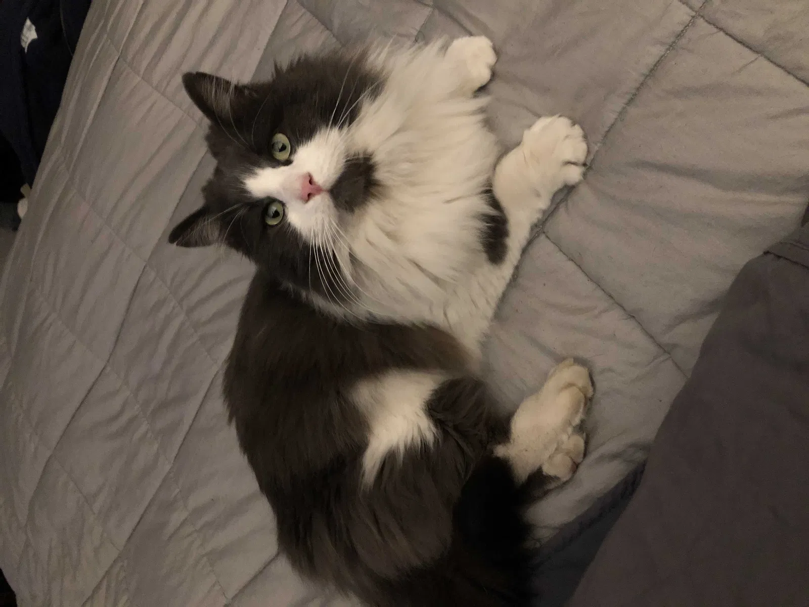 Lost cat in Bound Brook, NJ, 8805