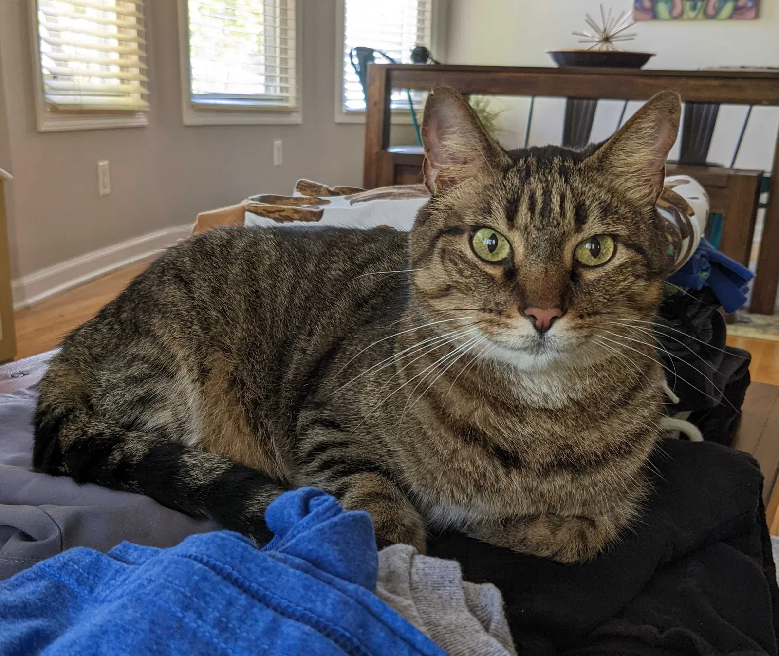 Lost cat in La Grange Park, IL, 60526