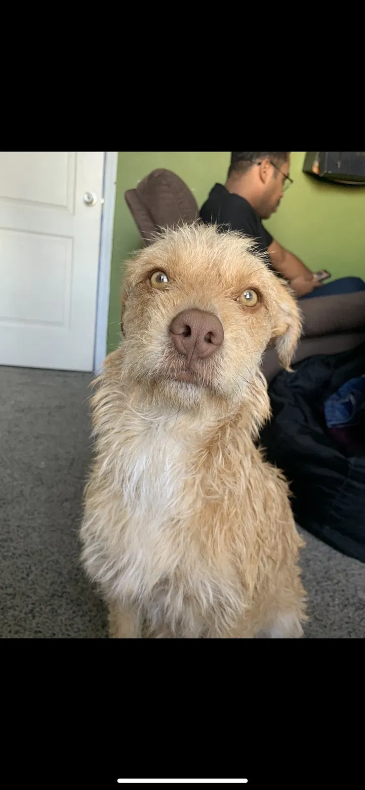 Lost dog in Albuquerque, NM, 87121