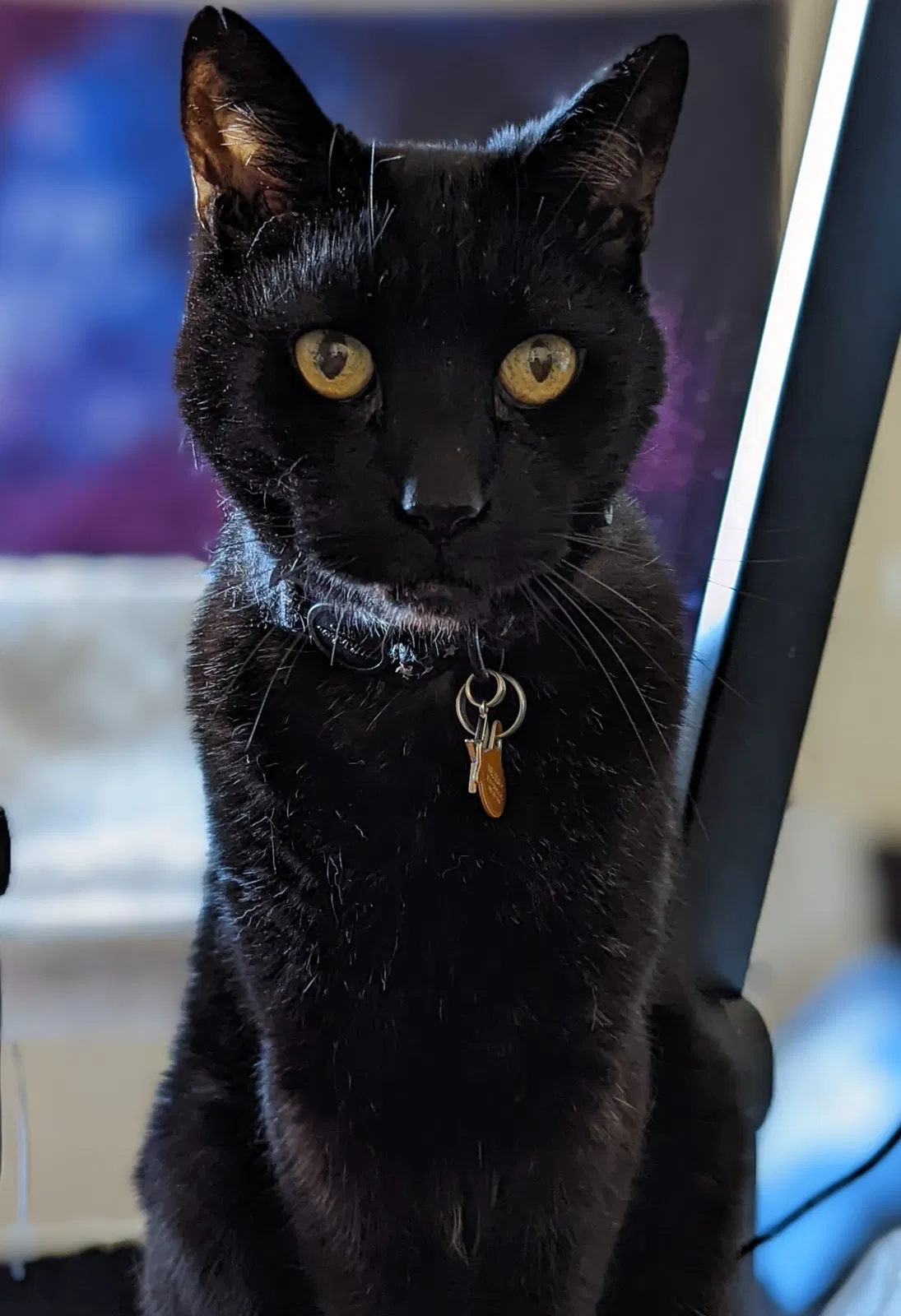 Lost cat in Greeley, CO, 80631