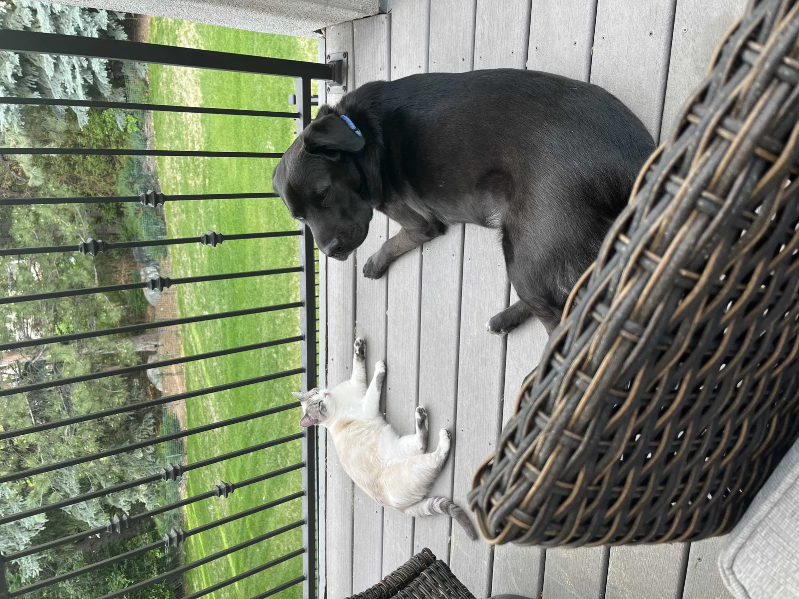 Lost cat in Littleton, CO, 80121