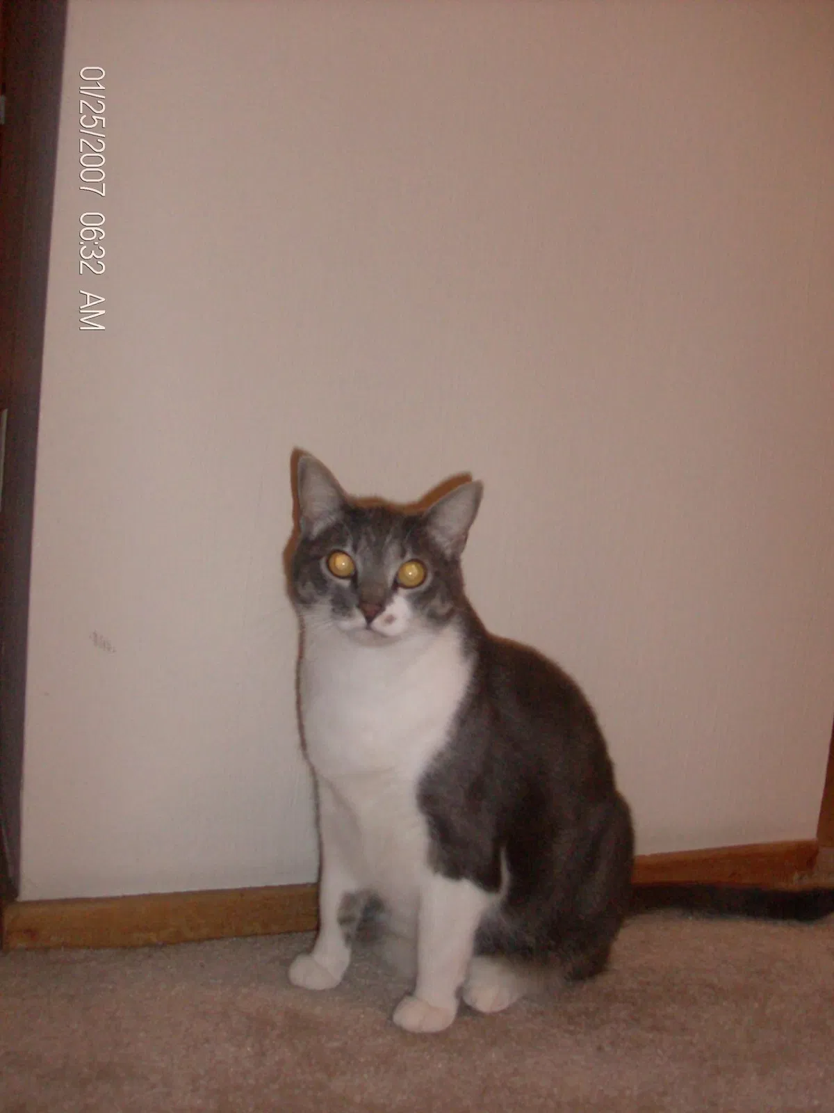 Lost cat in La Mesa, CA, 91941