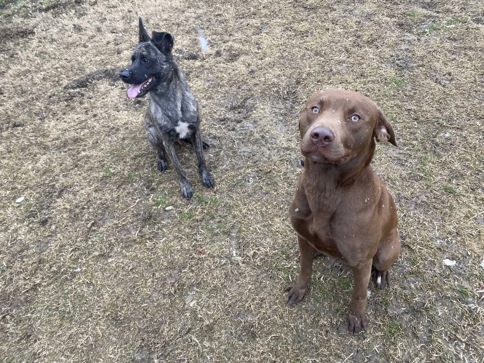 Lost dog in Royse City, TX, 75189