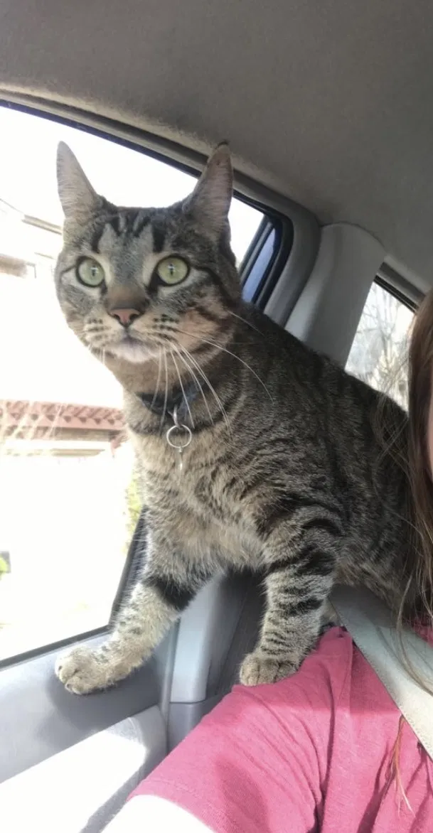 Lost cat in Birmingham, AL, 35243