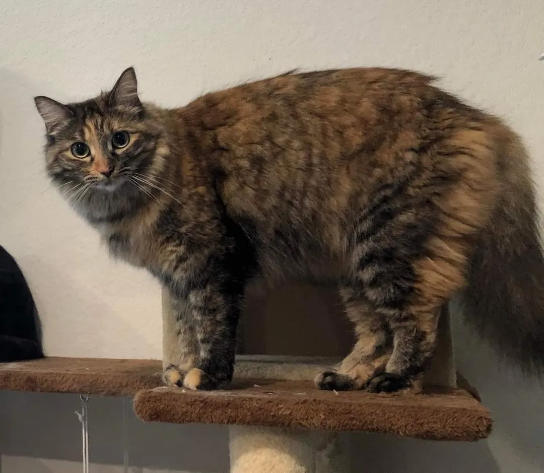 Lost cat in Kyle, TX, 78640