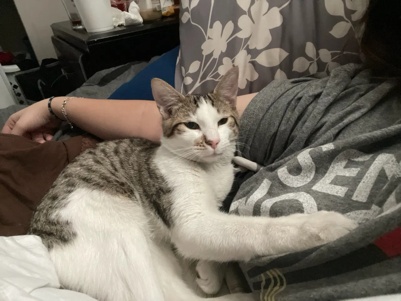 Lost cat in Hondo, TX, 78861