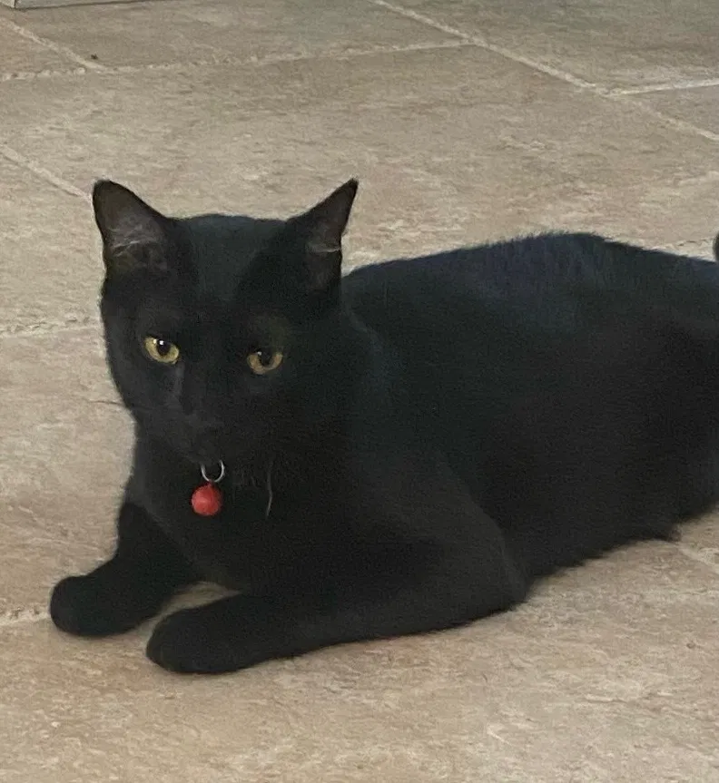 Lost cat in Sugar Land, TX, 77479