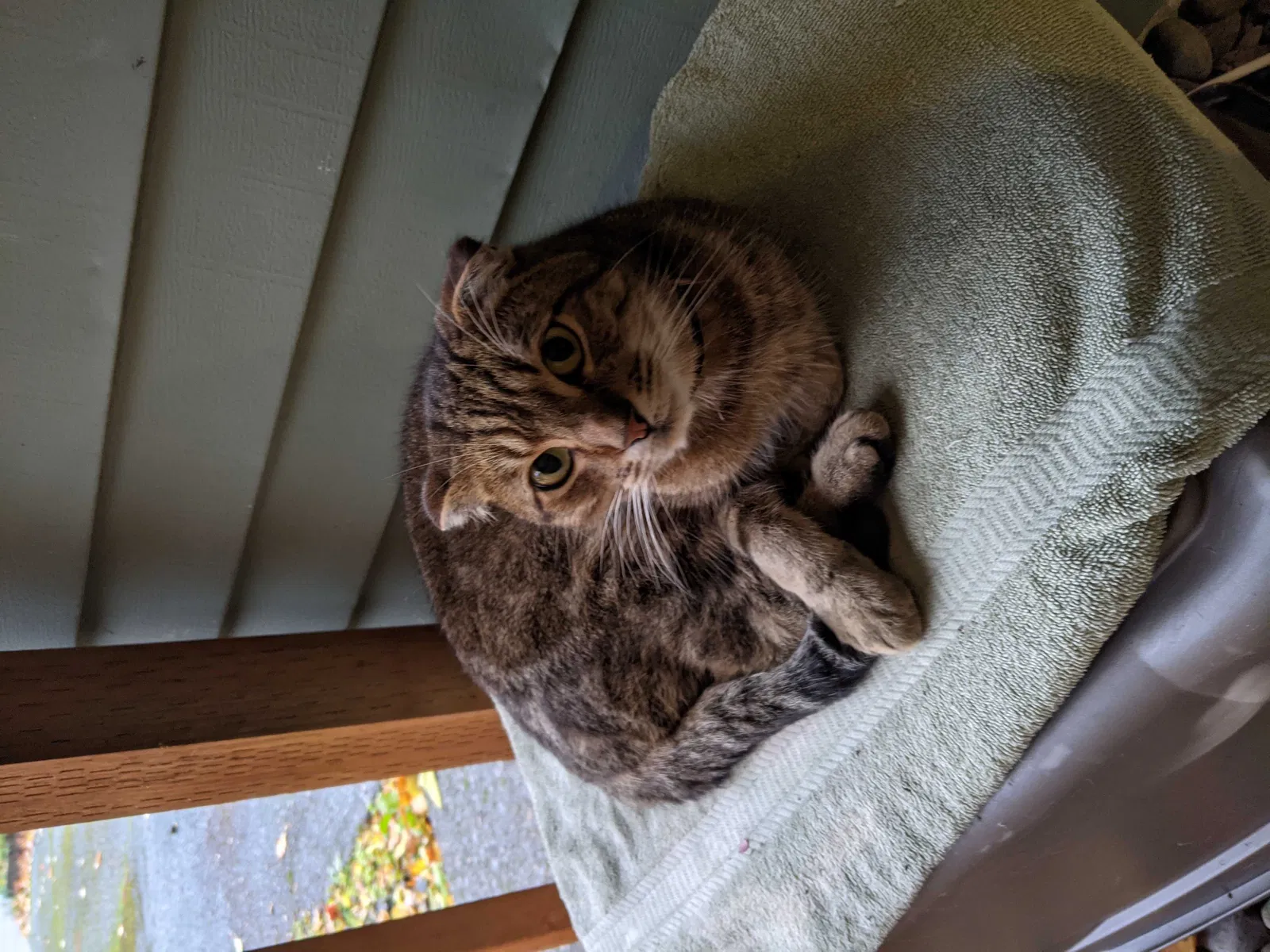 Lost cat in Vancouver, WA, 98682