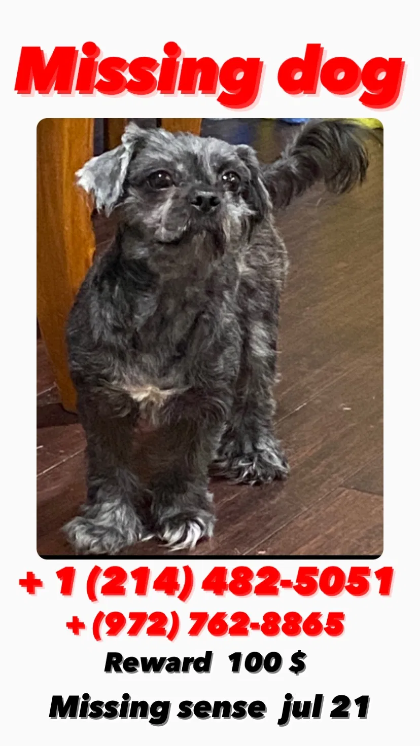Lost dog in Grand Prairie, TX, 75051