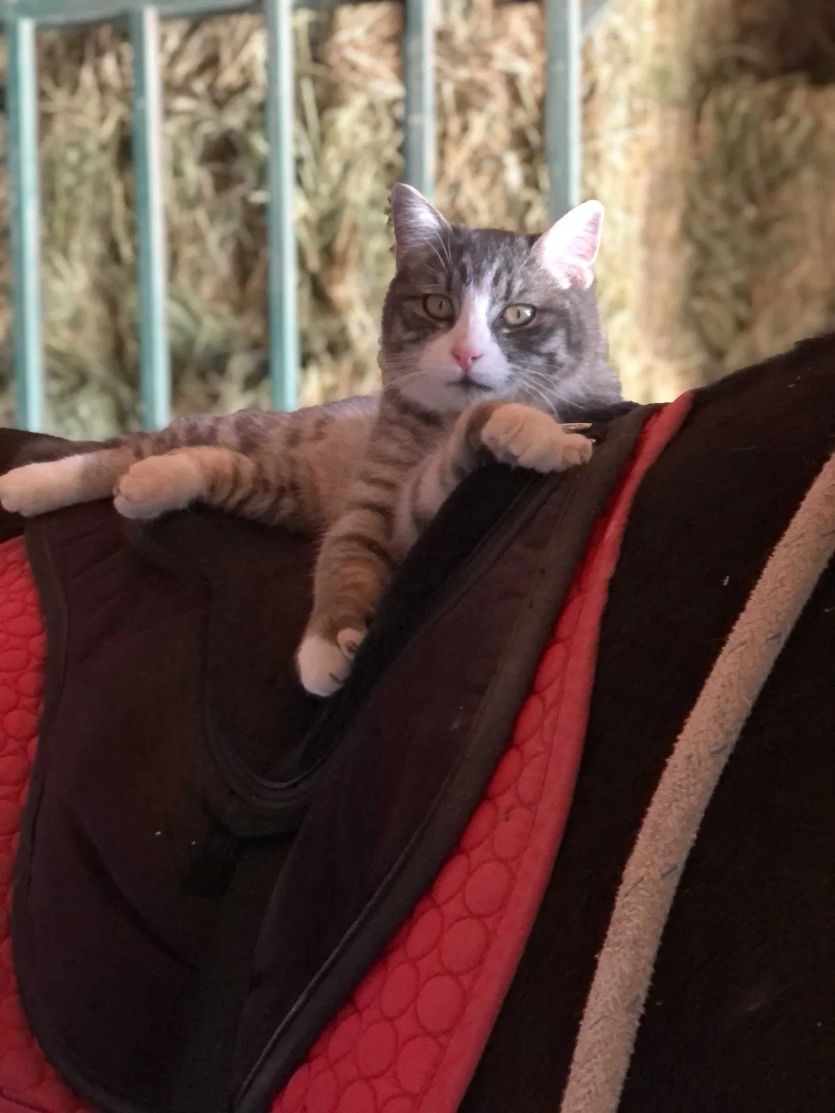 Lost cat in Eagle, ID, 83616