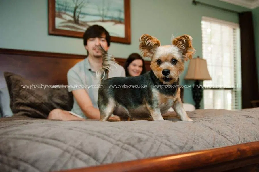 Lost dog in Prattville, AL, 36067