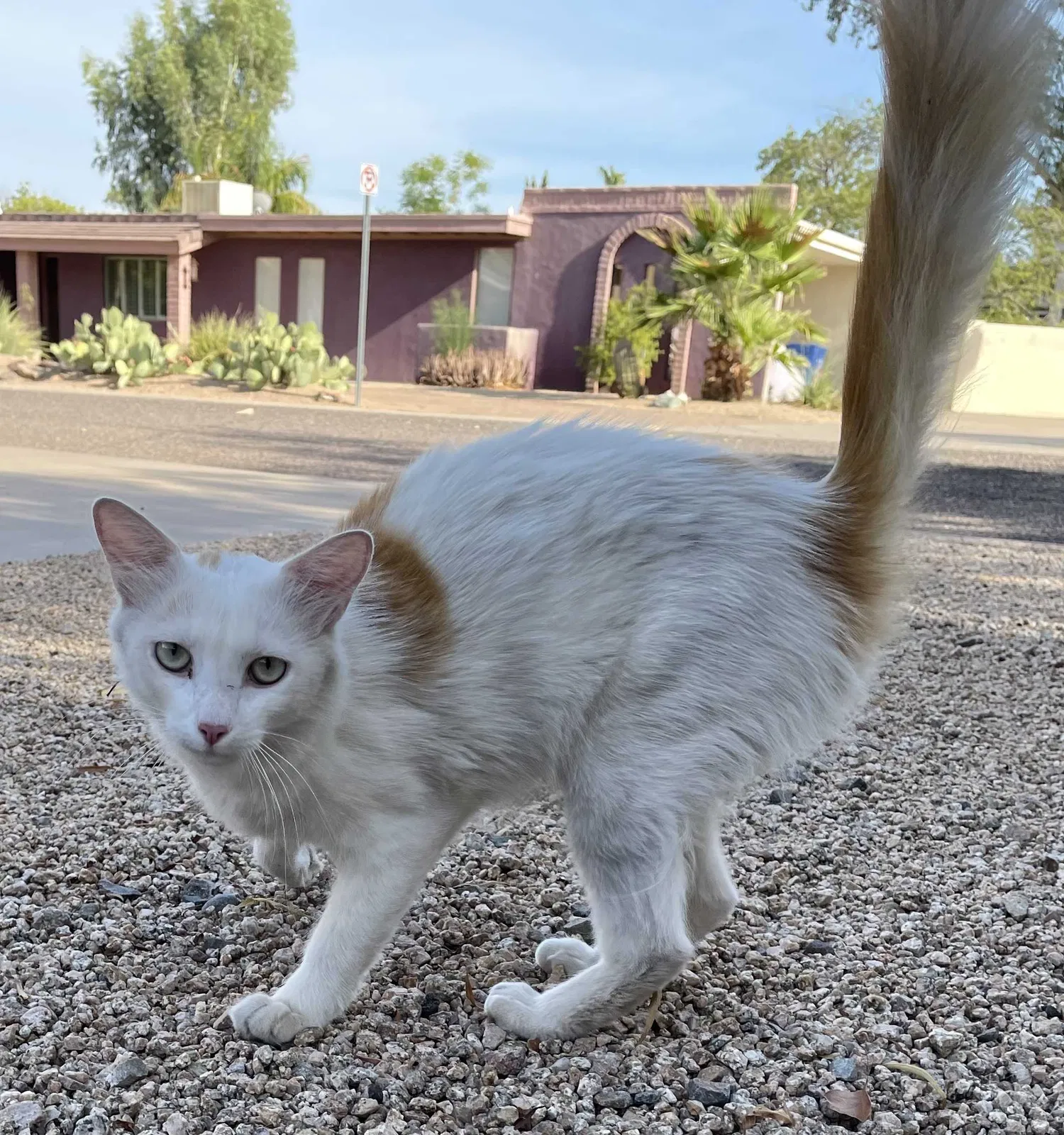 Found cat in Scottsdale, AZ, 85254