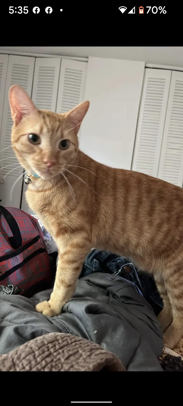Lost cat in Joliet, IL, 60436