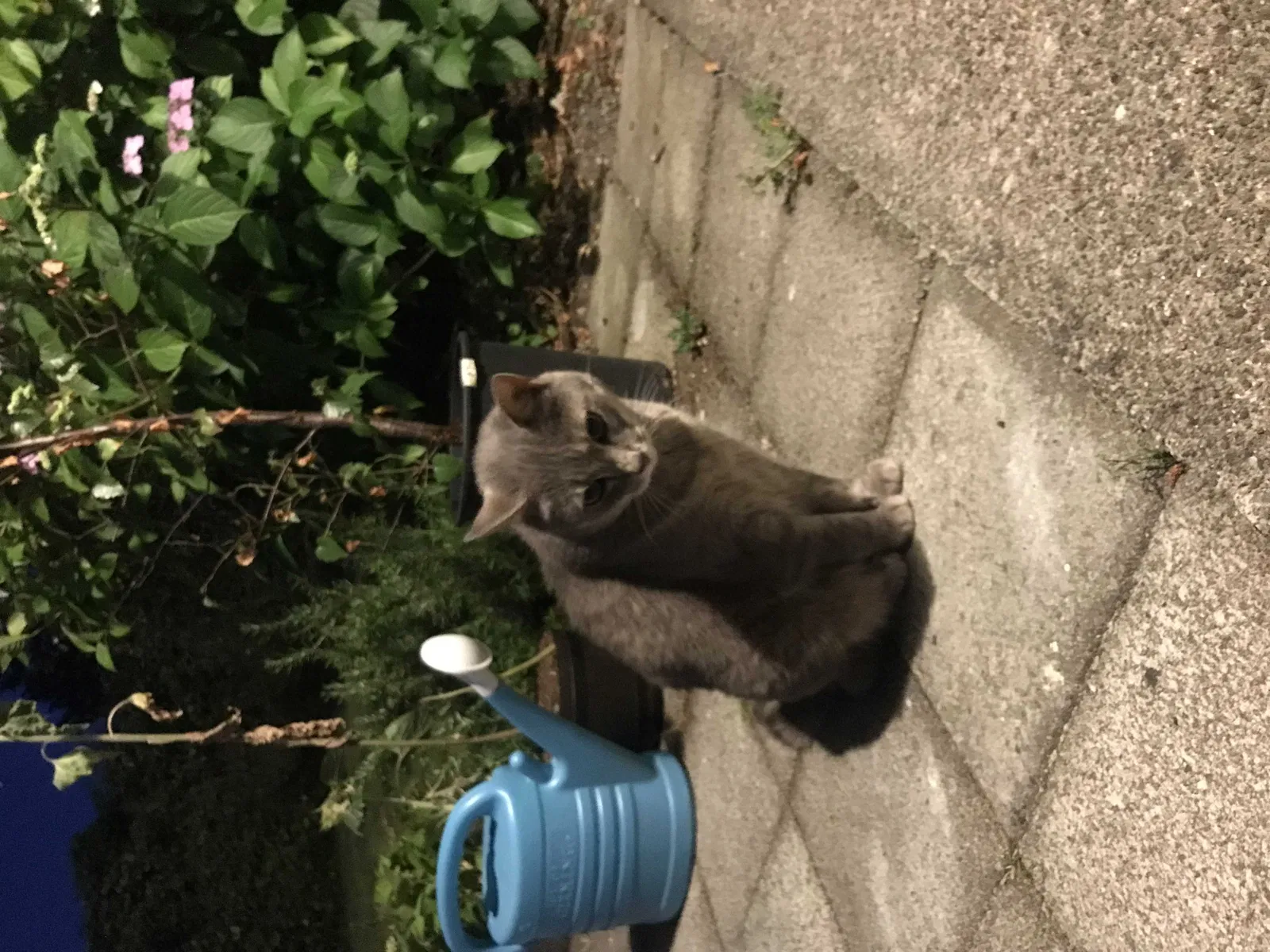 Found cat in Steilacoom, WA, 98388