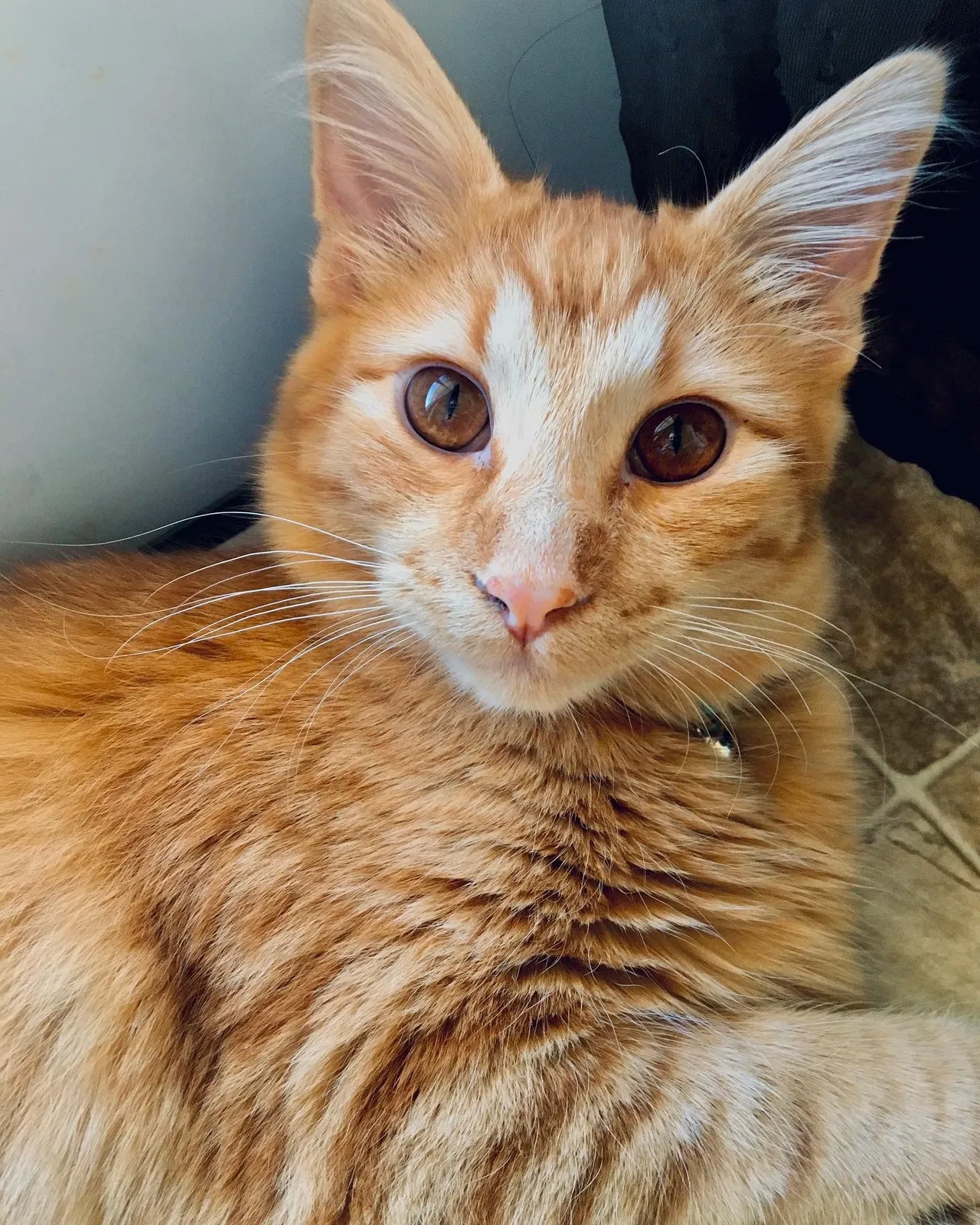 Lost cat in Rock Springs, WY, 82901