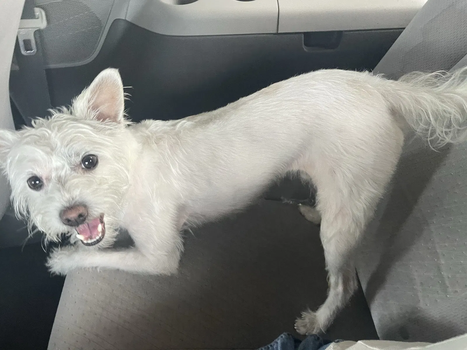 Lost dog in Lynn, MA, 1905