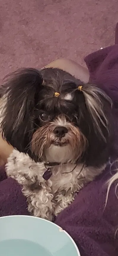 Lost dog in Phoenix, AZ, 85008