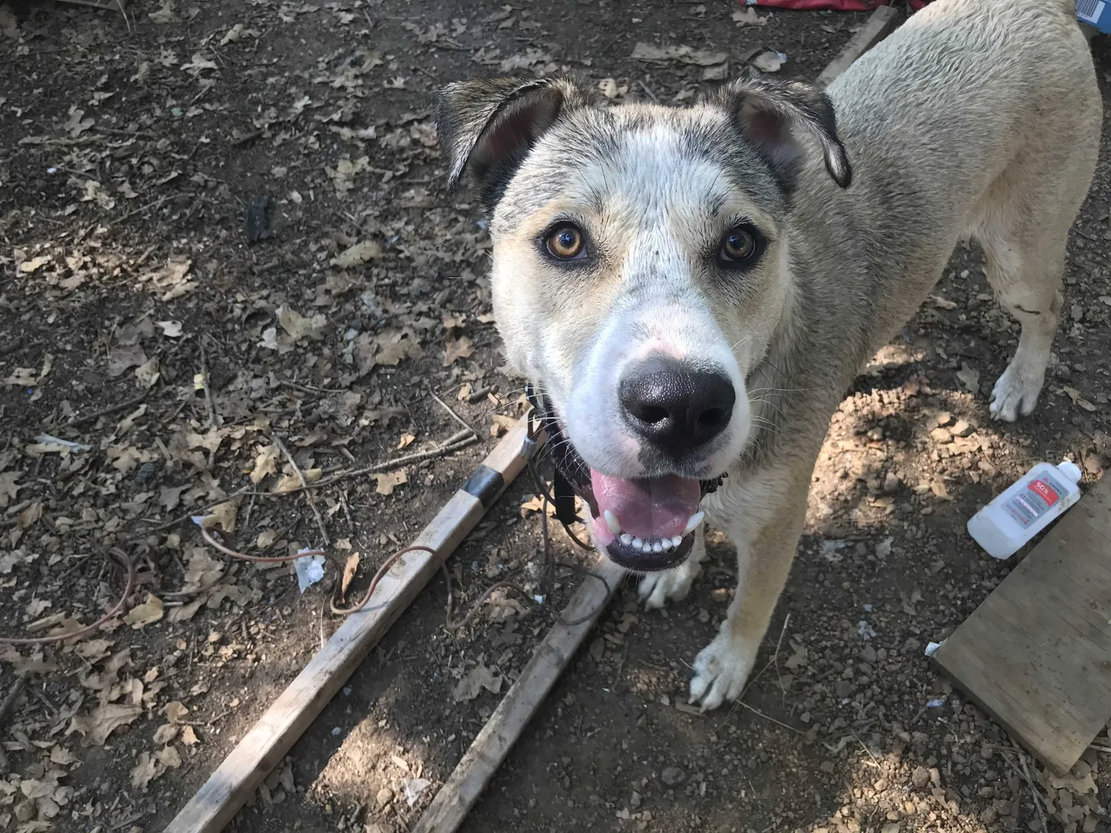 Lost dog in Haltom City, TX, 76117