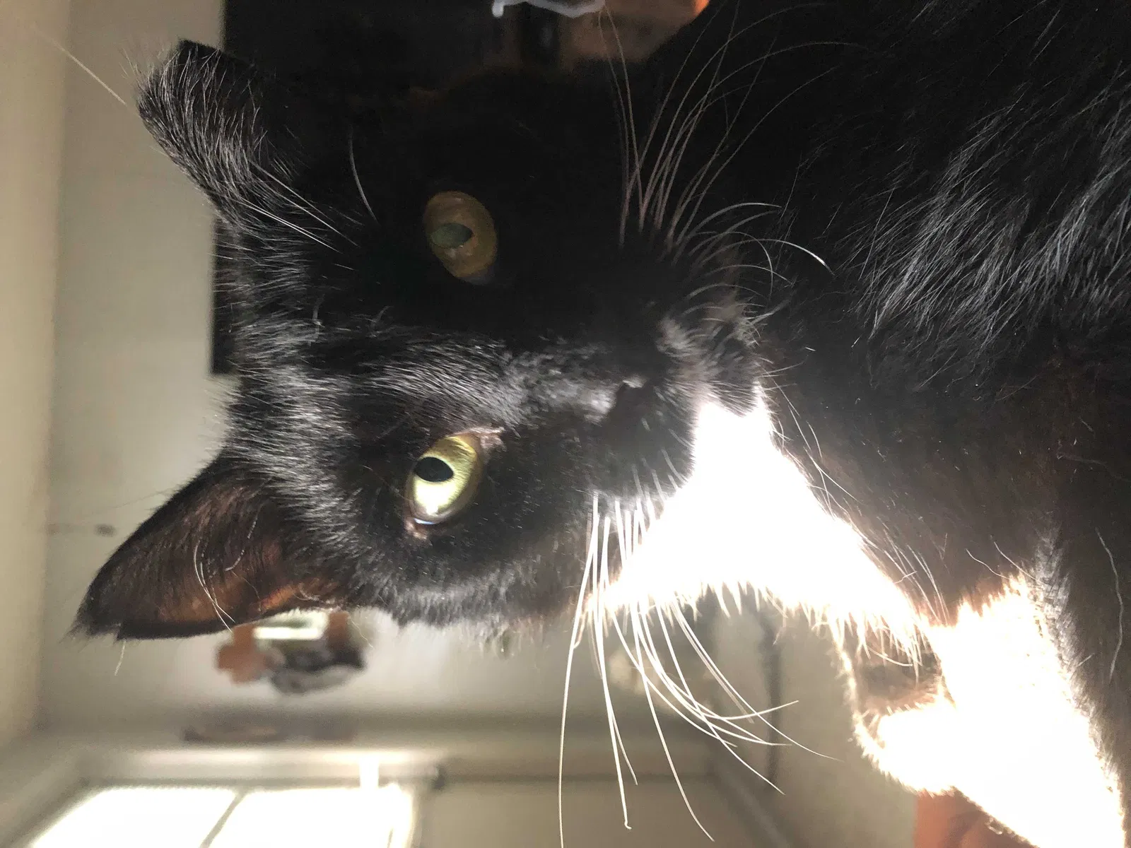 Lost cat in Largo, FL, 33773