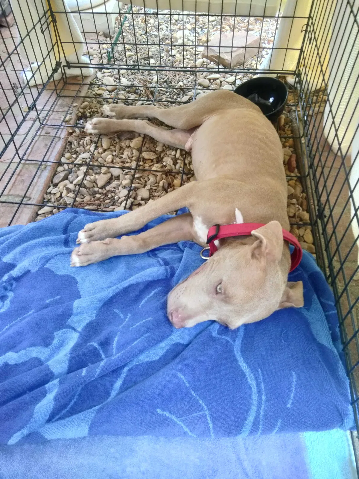 Found dog in Shreveport, LA, 71118