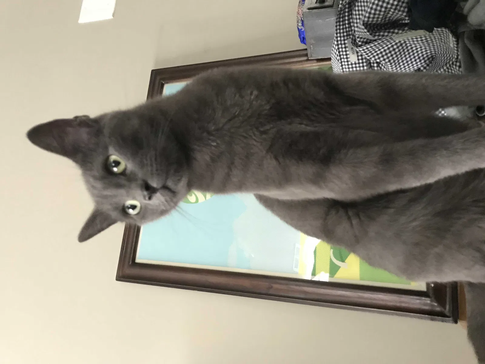 Lost cat in Overland Park, KS, 66210