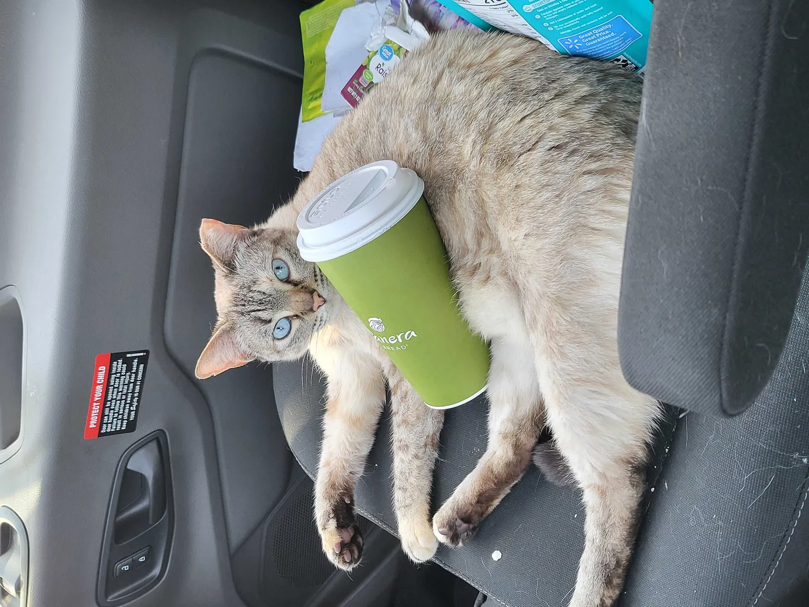 Lost cat in San Diego, CA, 92122