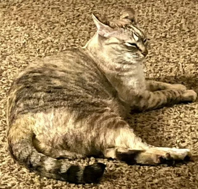 Lost cat in Chula Vista, CA, 91914